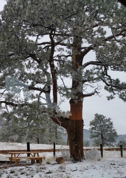 Ponderosa Pine, Beth Evergreen, April, 2017