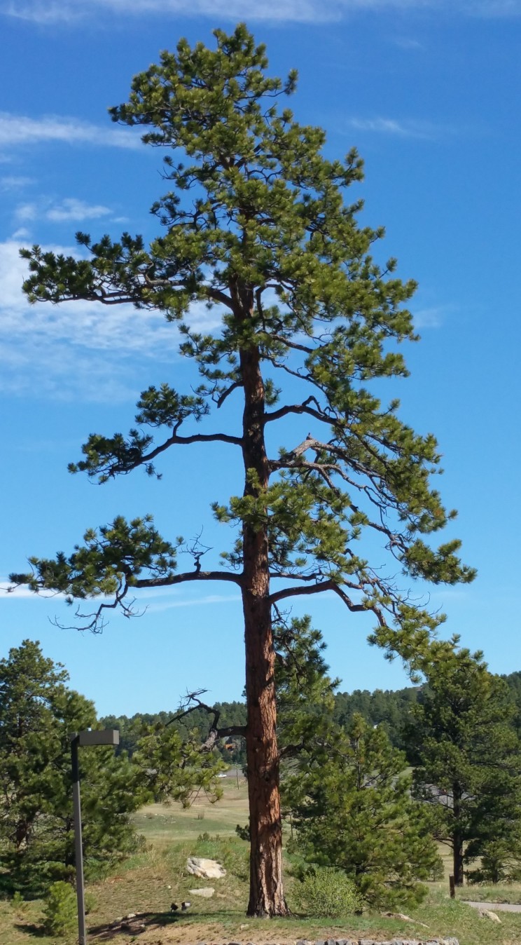 Ponderosa, Beth Evergreen