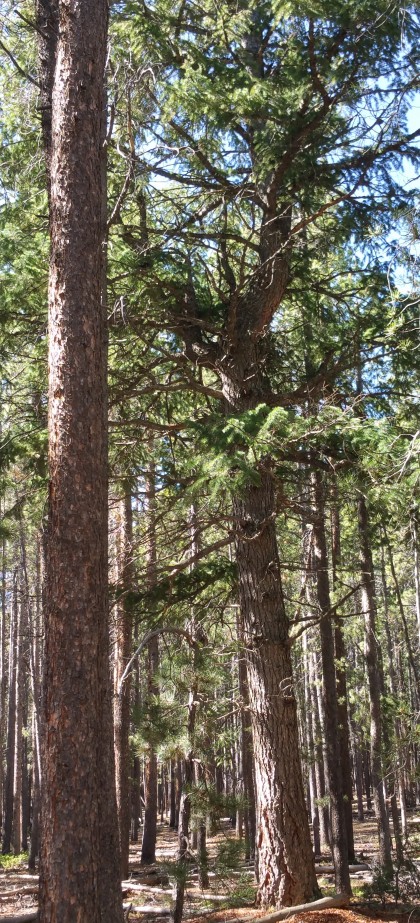Ponderosa, Flying J Ranch