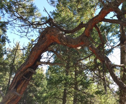 Ponderosa, Flying J Ranch