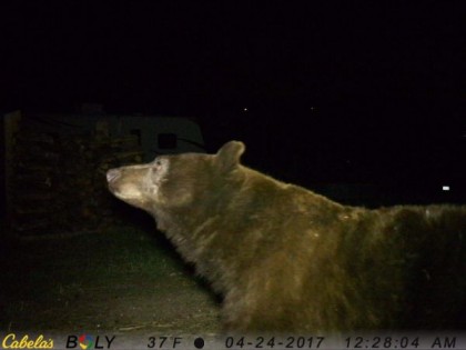 Bear