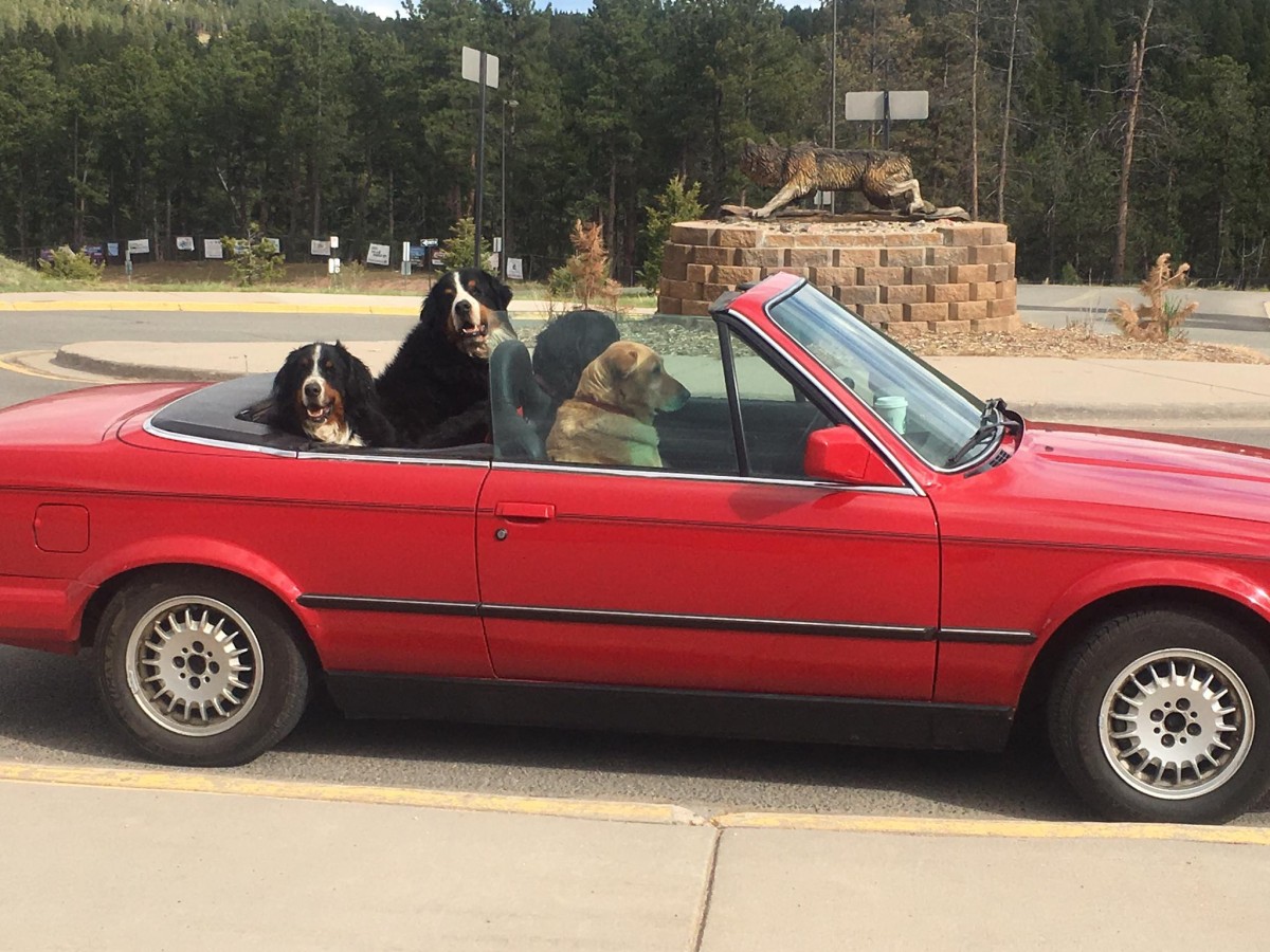 conifer convertible dogs