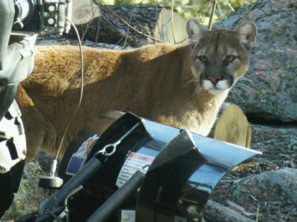 mtn lion richmond hill march 9 2017