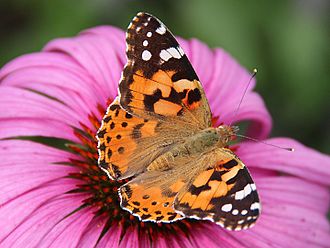 Belle-dame_(Vanessa_cardui)_-_Echinacea_purpurea_-_Havré_(3)