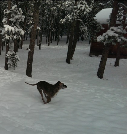 Vega in the snow