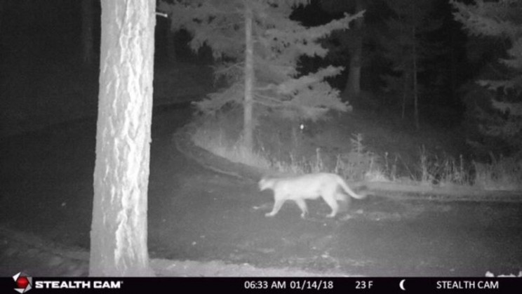 mountain lion2