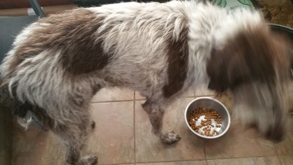 dogs who lunch 