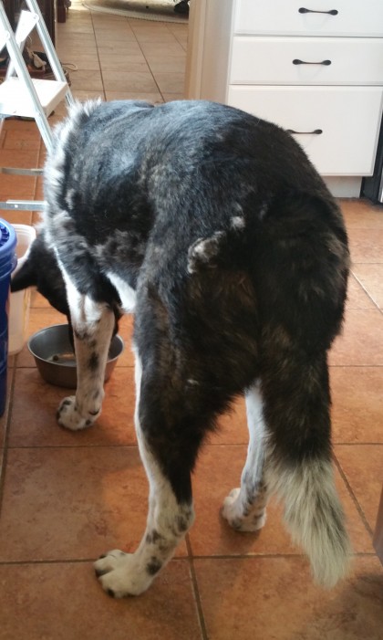 dogs who lunch 