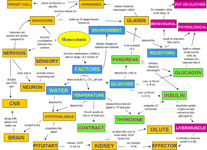 homeostasis concept map