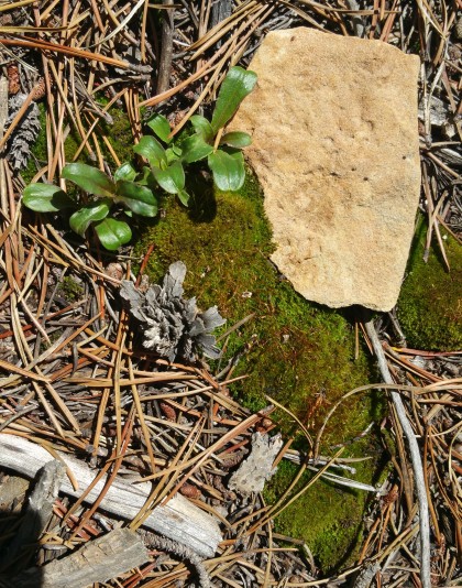 Miniature landscape, backyard, Wed