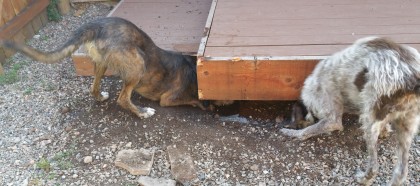 With Vega dead, Gertie steps in to help