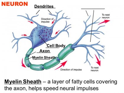 Myelin Sheath – a layer of fatty cells covering the axon, helps speed neural impulses.
