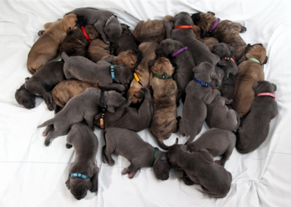 piling on puppies