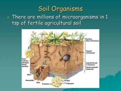 Soil Organisms There are millions of microorganisms in 1 tsp of fertile agricultural soil