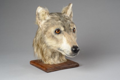 ancient scottish dog