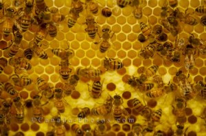 busy-honey-bees_1712