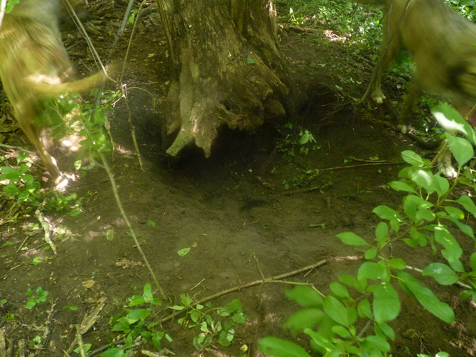 07-10-10_hole-under-dead-tree