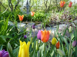 2011-05-17_0790early-spring-2011
