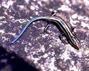 blue-tailed-skink