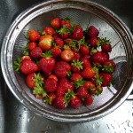 strawberries600 2011 06 22_0973