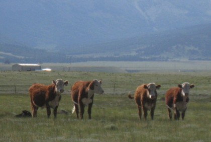 carmichael-cattle