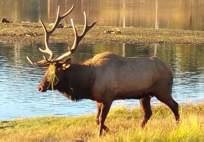 Bull Elk, Evergreen, 2015