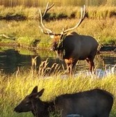 Bull and doe, Evergreen Lake, 2015