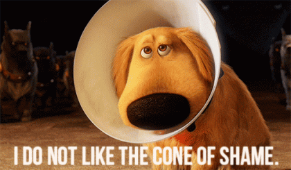 cone-of-shame-dog-funny-pictures-lol