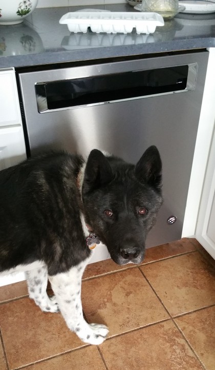Kepler guards our new dishwasher against breakdowns. Good boy!