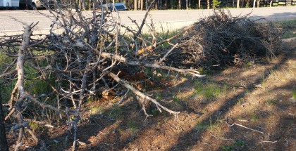 slash from beetle killed lodgepole pine