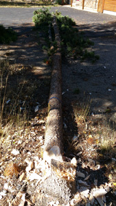 Fire mitigation, first tree cut
